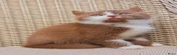 British Shorthair cats for sale: Stunning British Shorthair Kittens  - Advert 4