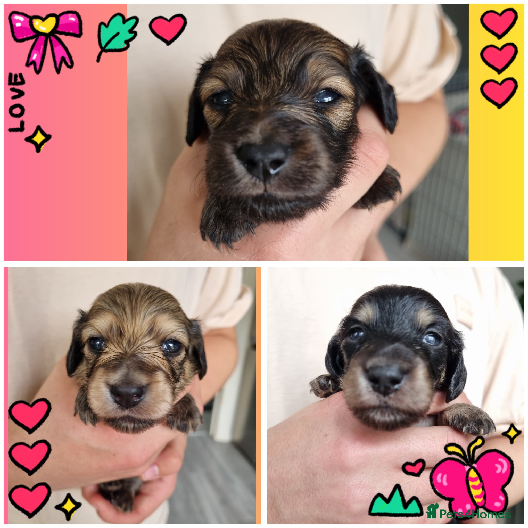 Miniature Dachshund dogs 🌟 Miniature LH Dachshund Puppies 🌟  - Advert 13