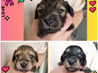 Miniature Dachshund dogs 🌟 Miniature LH Dachshund Puppies 🌟 - Advert 16