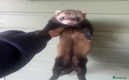 Ferret rodents for sale: Hand tame ferrets  - Image 3