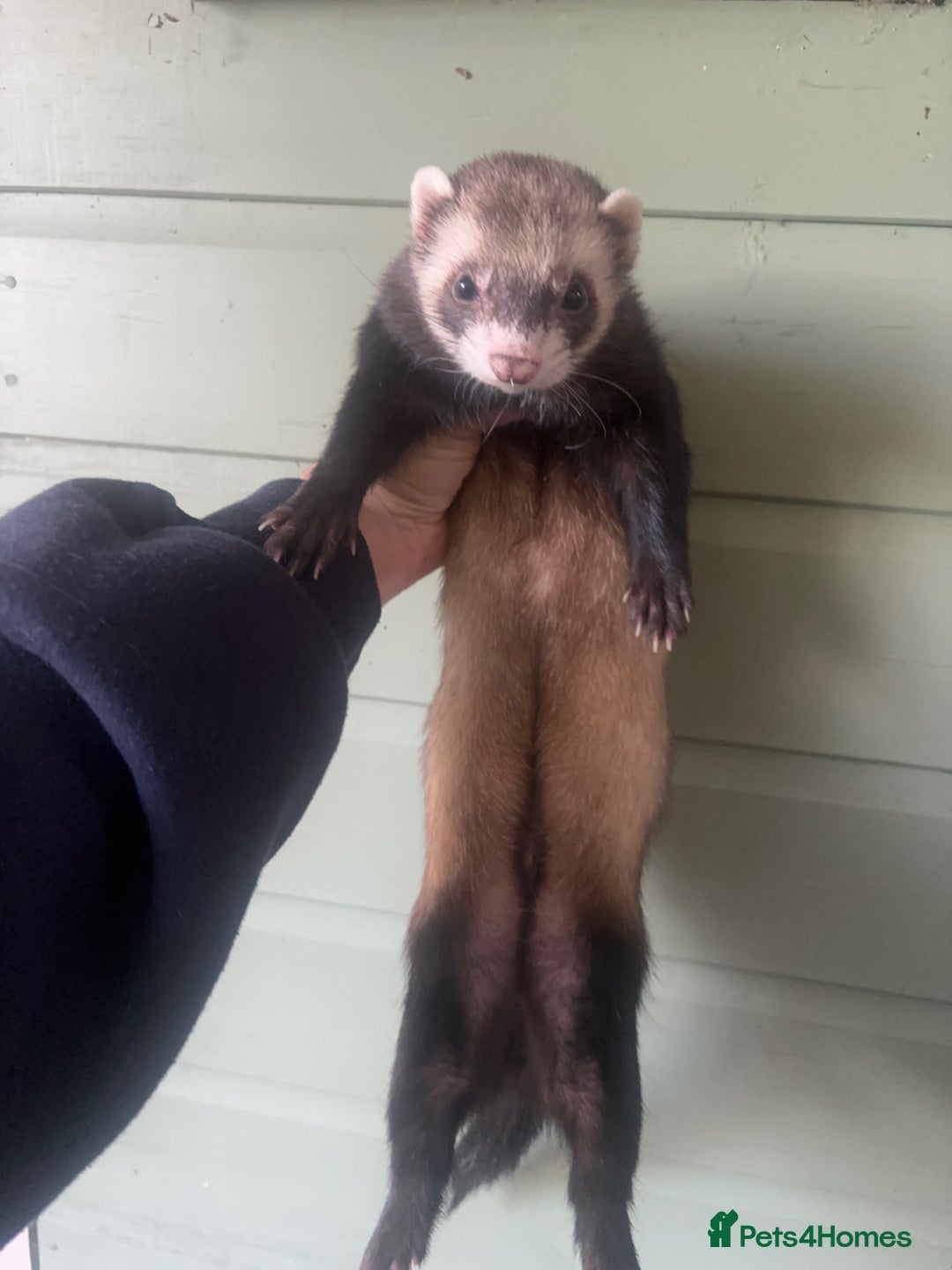 Ferret rodents for sale: Hand tame ferrets  - Image 3