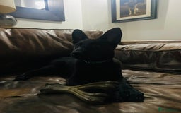 German Shepherd dogs for sale: DDR CZECH GERMAN 🇨🇿 straight back working GSD - Image 6