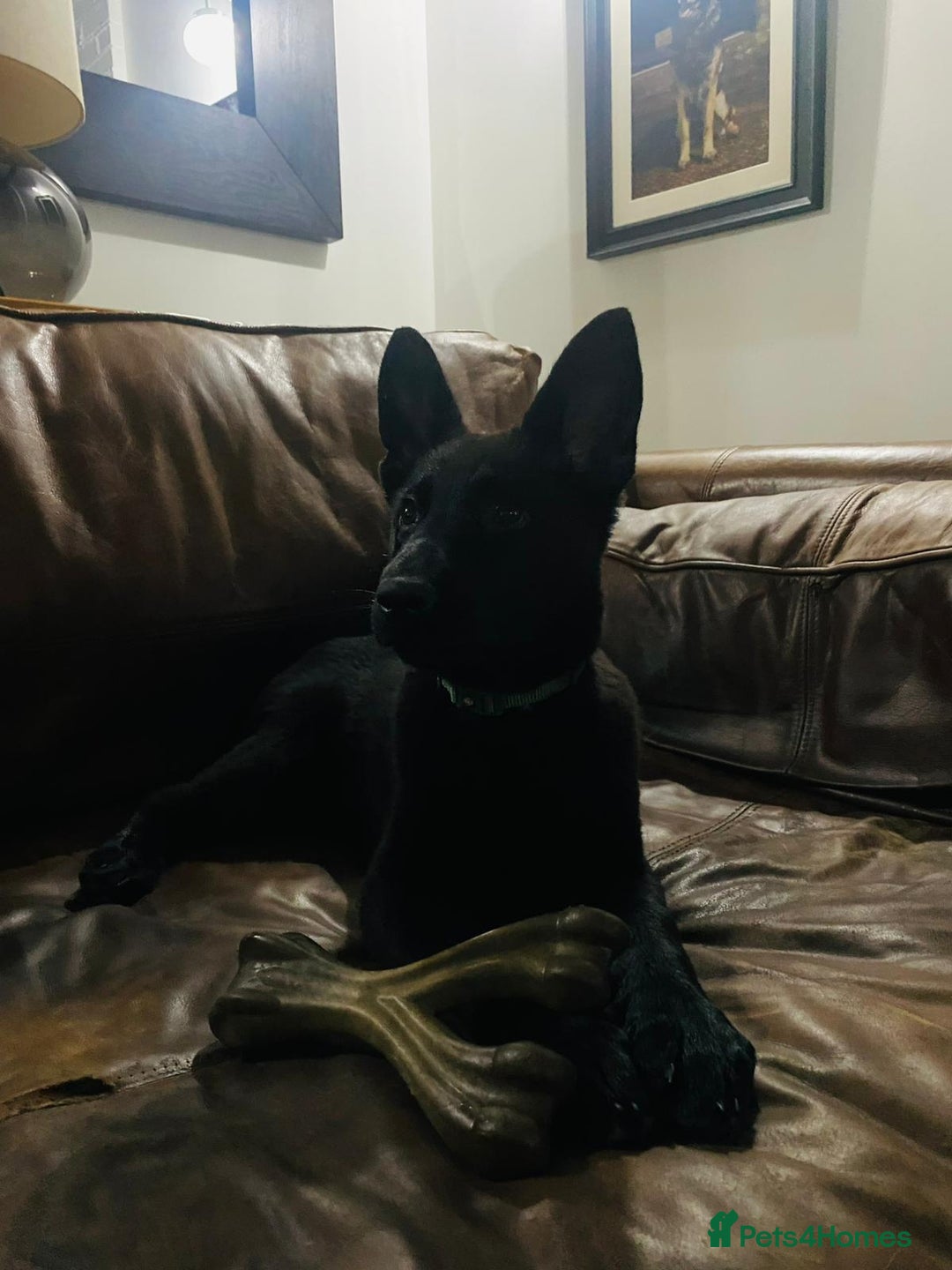 German Shepherd dogs for sale: DDR CZECH GERMAN 🇨🇿 straight back working GSD - Image 6