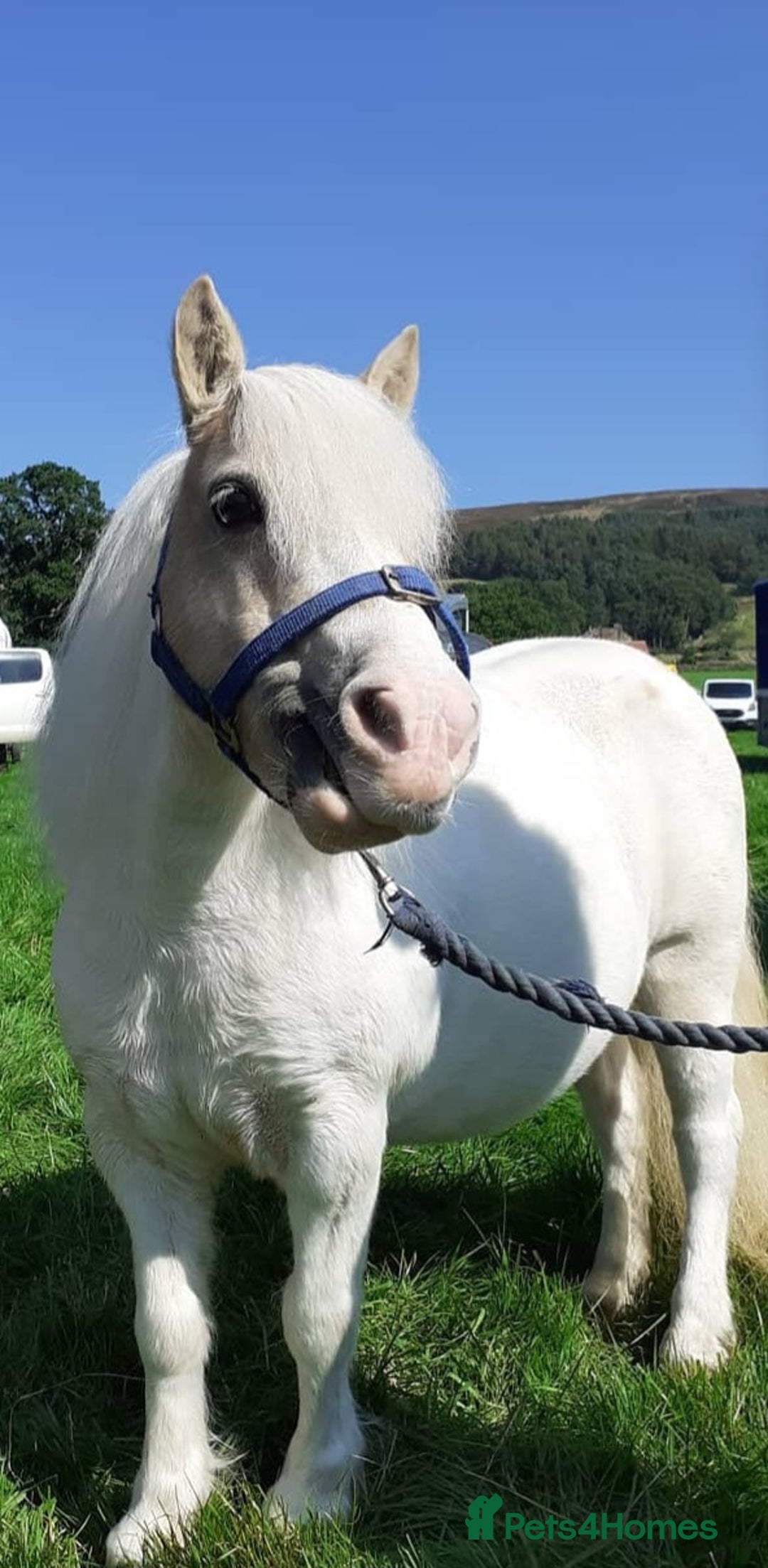 Shetland pony horses for sale: Two lovely mares- loan woth view to buy! - Advert 2