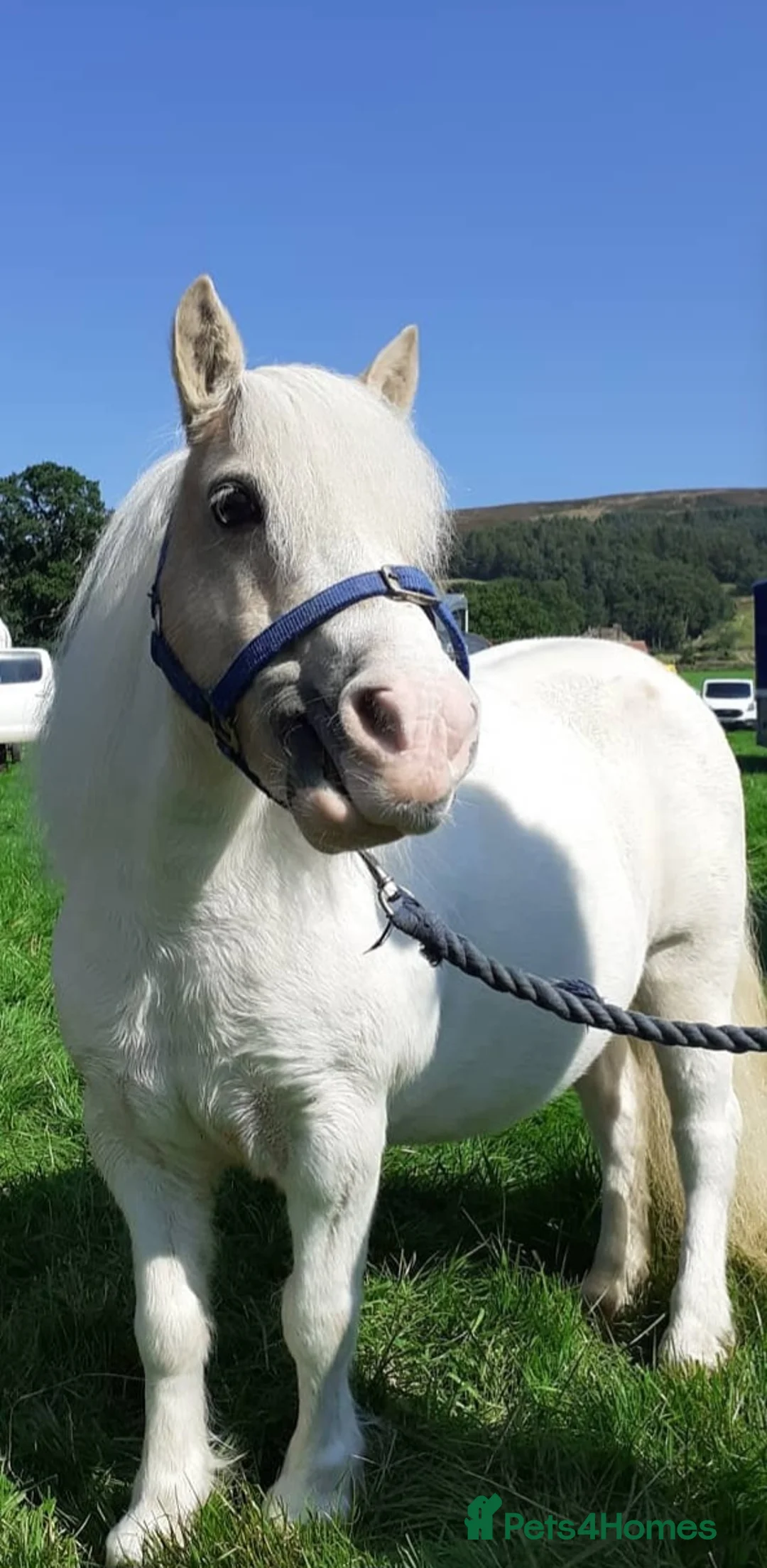 Shetland pony horses for sale: Two lovely mares- loan woth view to buy! - Advert 2