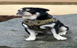 Pug dogs for stud: Igloo - husky coat pug 🩵 limited time offer in Sudbury - Image 2