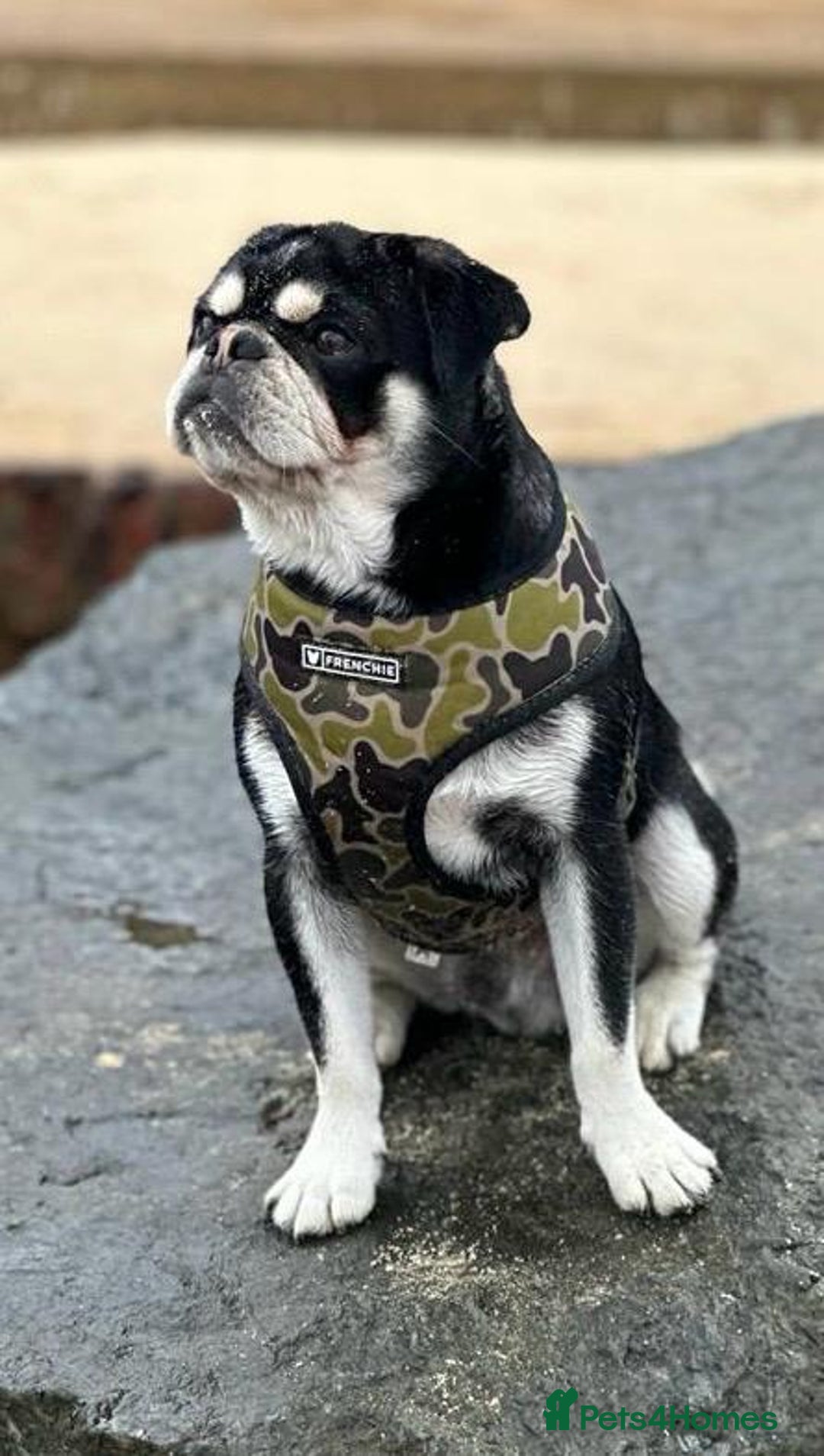 Pug dogs for stud: Igloo - husky coat pug 🩵 limited time offer in Sudbury - Image 2