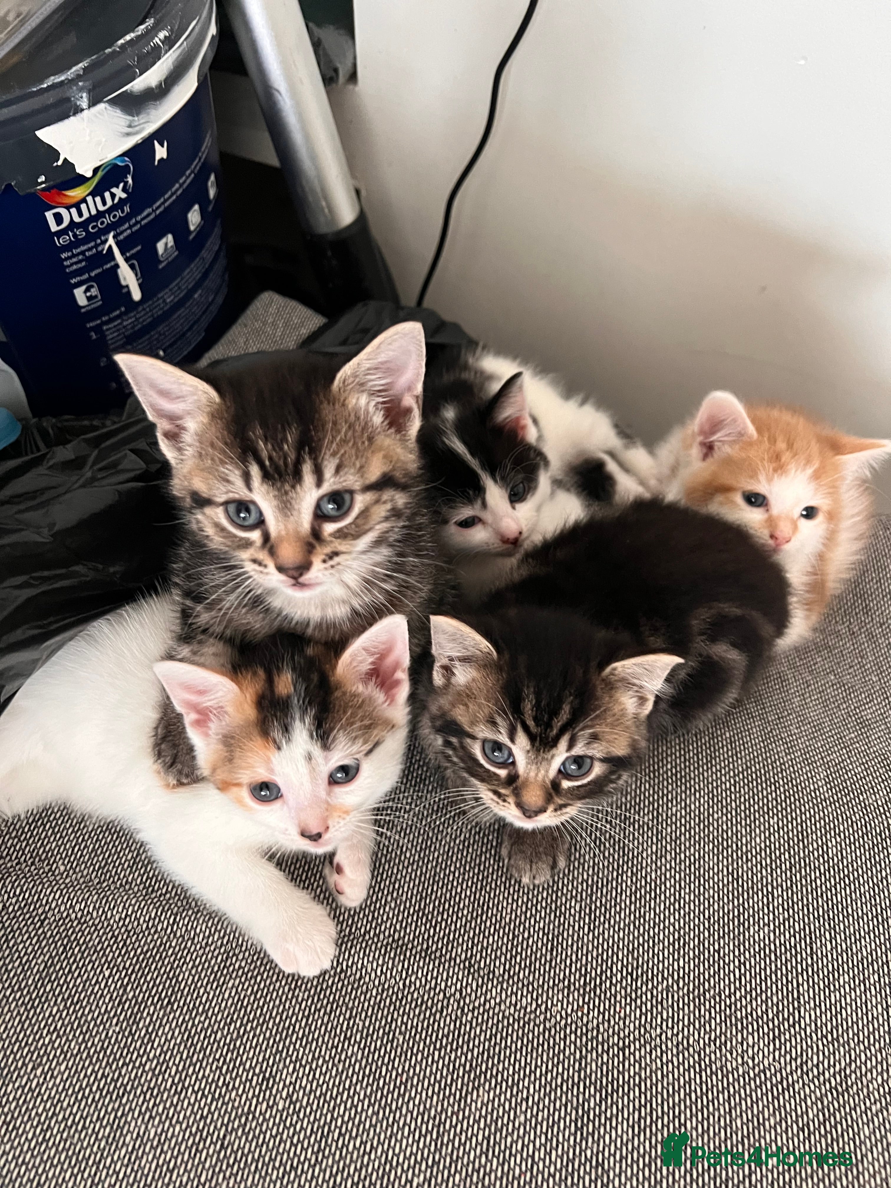 European cats Kittens available now taby ginger - Advert 1