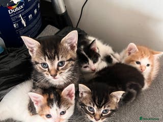 European cats Kittens available now taby ginger - Advert 1