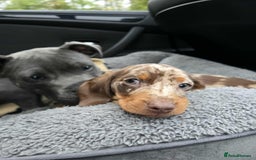 Dachshund dogs for sale: Needs rehoming ASAP - Image 2