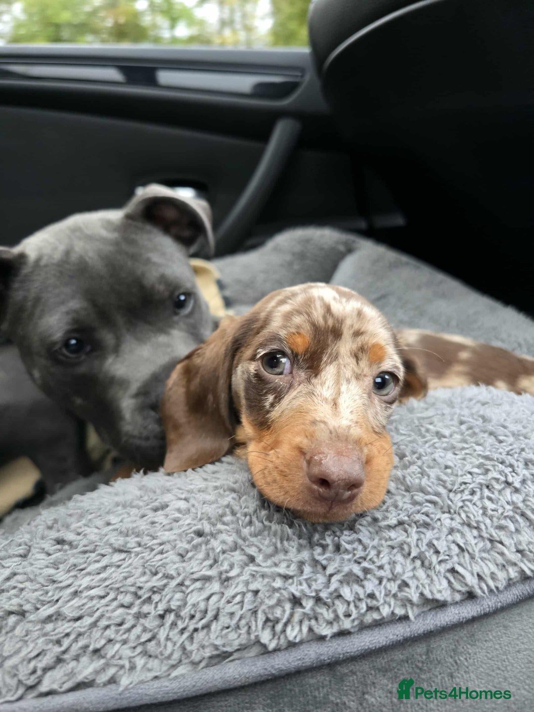 Dachshund dogs for sale: Needs rehoming ASAP - Image 2
