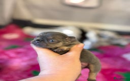 French Bulldog dogs for sale: Chunky French bulldog puppies  - Image 35