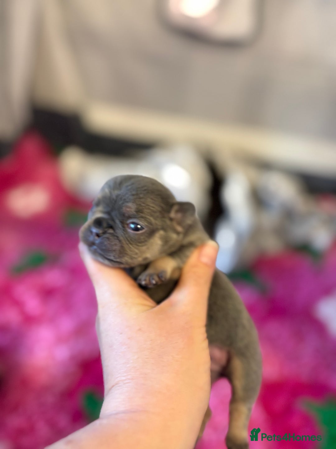 French Bulldog dogs for sale: Chunky French bulldog puppies  - Image 35