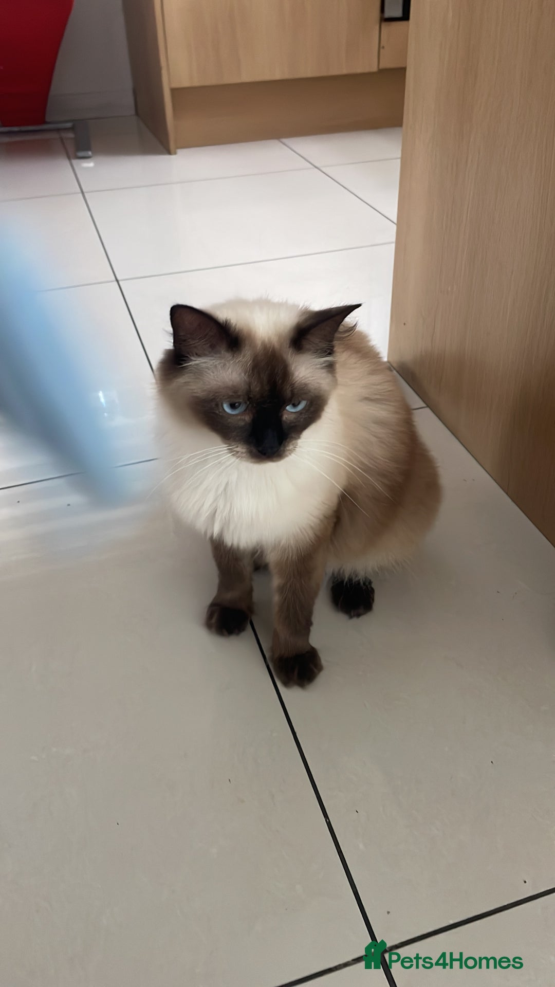 Ragdoll cats for sale: Seal point pedigree Ragdoll  - Image 6