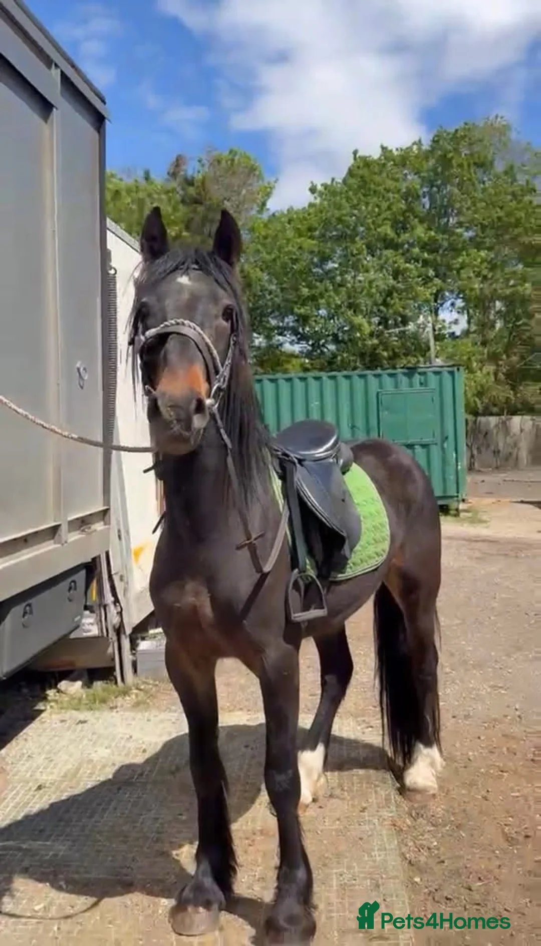Irish Draught horses for sale: Rolo Irish draught x cob 4yr old gelding in Tilbury - Advert 1
