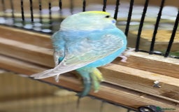 Budgerigars birds for sale: Rainbow budgie hand reared  - Image 14