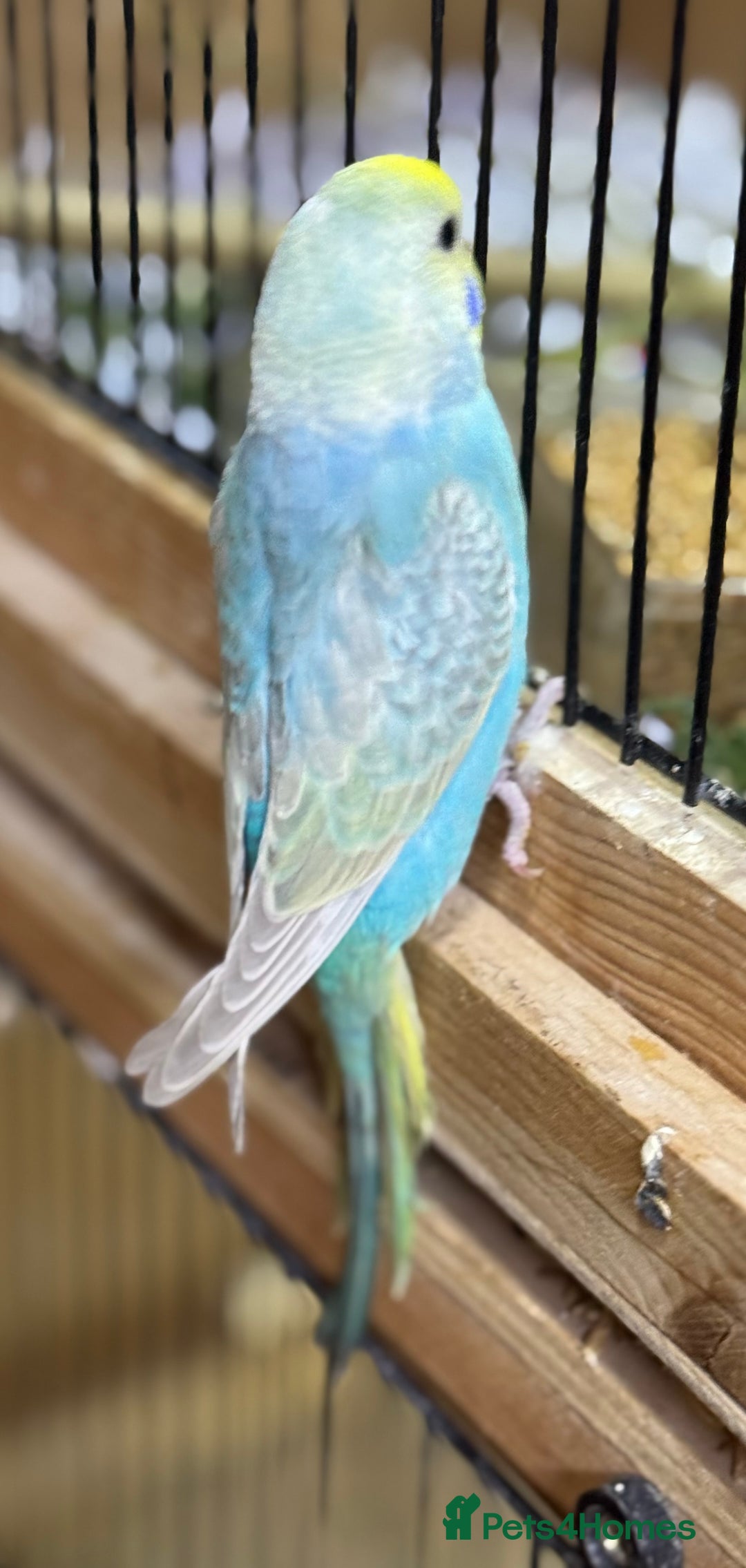 Budgerigars birds for sale: Rainbow budgie hand reared  - Image 14