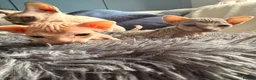 Sphynx cats for sale: Two female Canadian Sphynx kittens - Advert 7