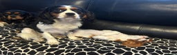Cavalier King Charles Spaniel dogs for stud: CAVALIER TRI COLOUR STUD - HEALTH TESTED in Mablethorpe - Advert 3
