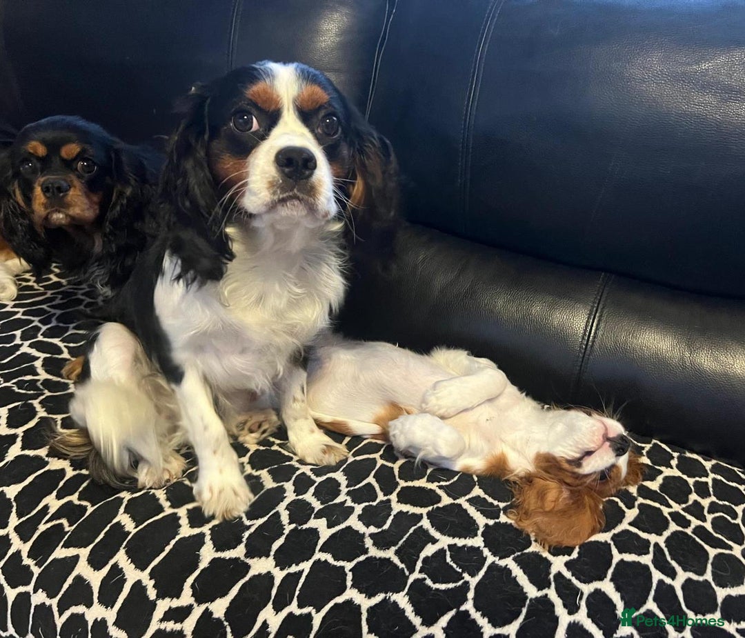 Cavalier King Charles Spaniel dogs for stud: CAVALIER TRI COLOUR STUD - HEALTH TESTED in Mablethorpe - Advert 3