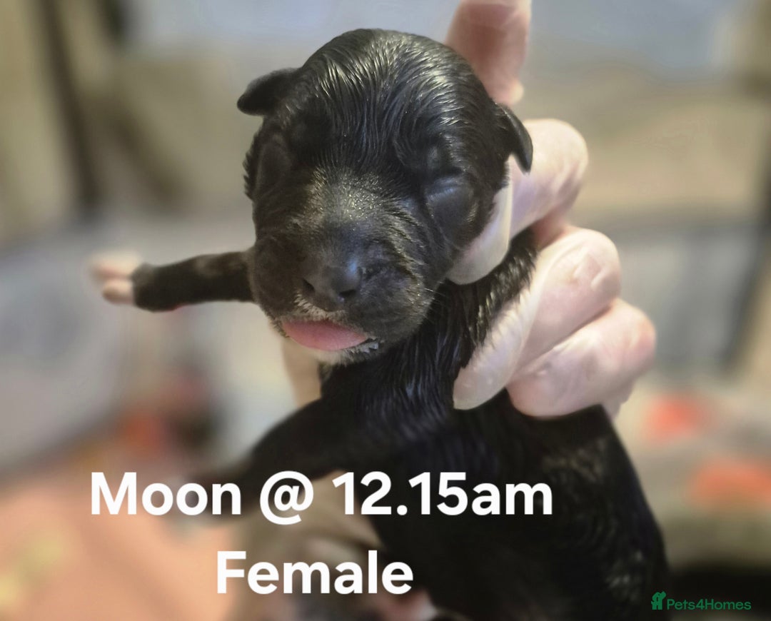 Border Collie dogs for sale: Border Collie pups - Image 9
