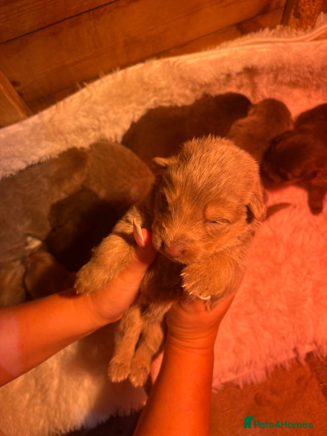 German Shepherd dogs for sale: Working KC GSD German shepherd puppies  - Image 35