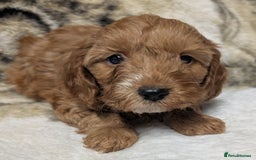 Cockapoo dogs for sale: Beautiful F1 Cockapoo puppies DNA clear  - Image 14