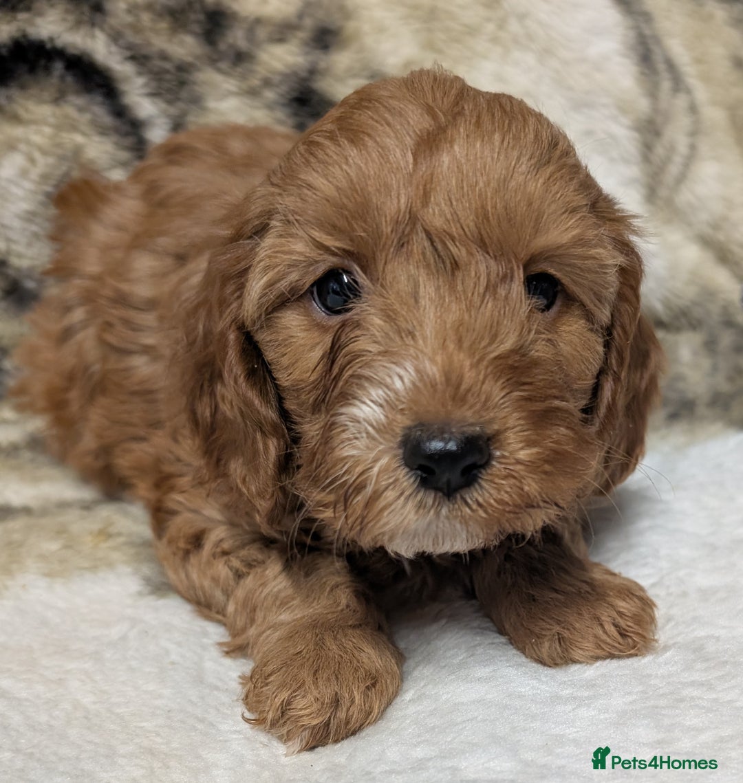 Cockapoo dogs for sale: Beautiful F1 Cockapoo puppies DNA clear  - Image 14