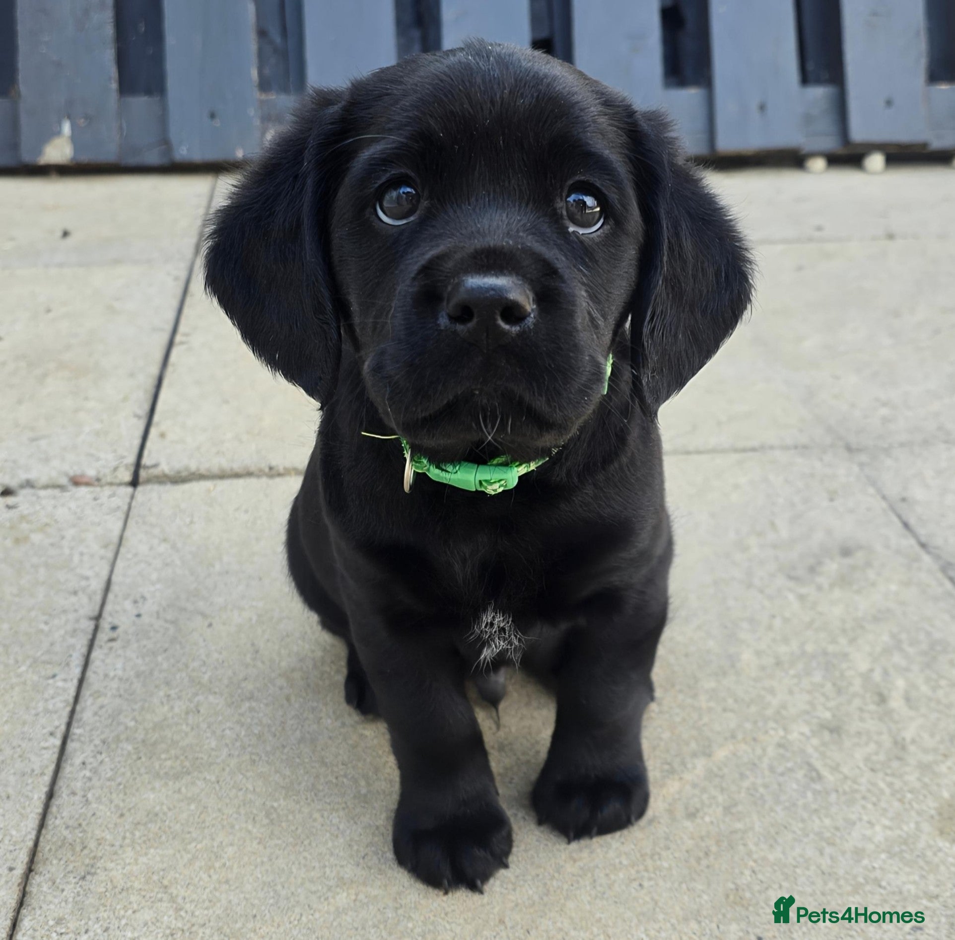Mixed Breed dogs for sale: Cavador! Rare Ready 2 leave. 1 beautiful boy left. - Advert 7