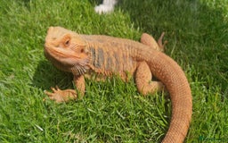 Bearded Dragon reptiles for sale: Bearded dragon needs a new home - Image 1