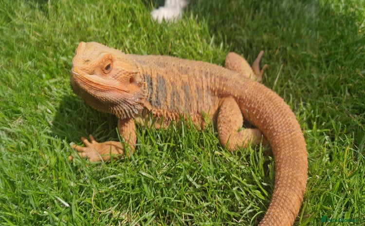 Bearded Dragon reptiles - Advert 1