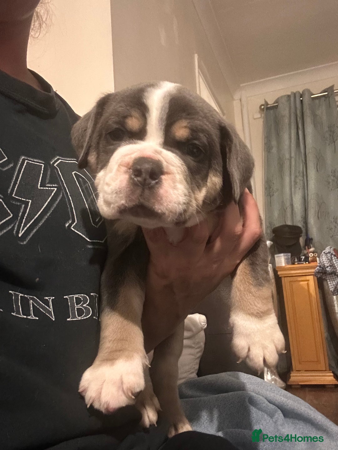 Olde English Bulldogge dogs for sale: NEBB REG OLDE ENGLISH BULLDOG  - Image 18