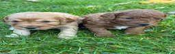 Cockapoo dogs for sale: Gorgeous F1b Cockapoos 5⭐️ Licensed Breeder DNA  - Advert 10