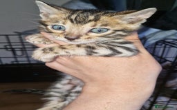 Bengal cats for sale: TICA Genetic & Health Tested Bengal Kittens  - Image 1