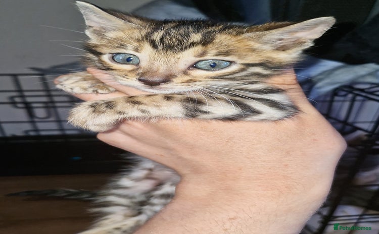 Bengal cats - Advert 1