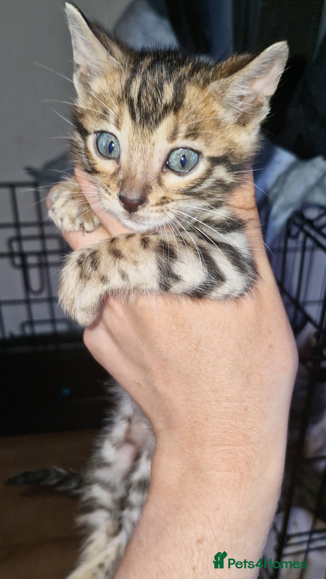 Bengal cats for sale: TICA Genetic & Health Tested Bengal Kittens  - Image 1