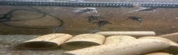 Plecos fish for sale: Zebra plecos  - Advert 2