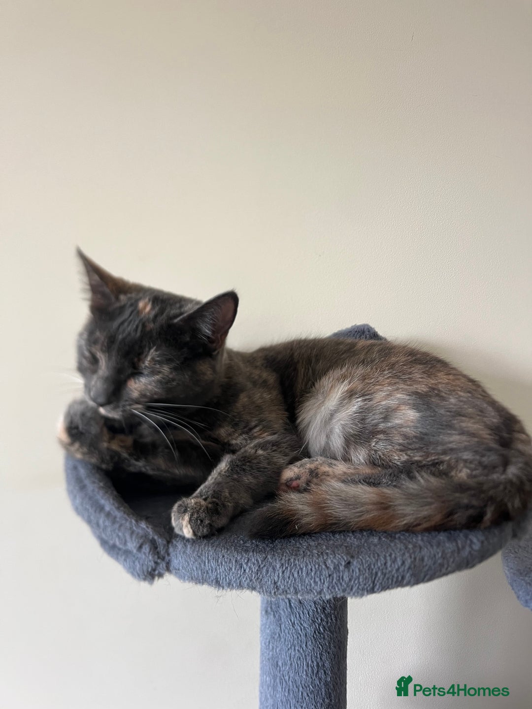 Domestic Shorthair cats for sale: Free Rehome 10 cats - Advert 12