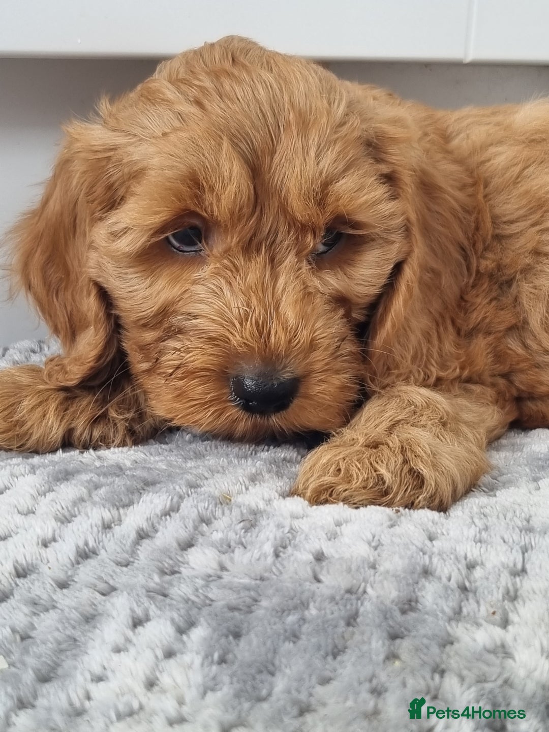 Cockapoo dogs for sale: Red and apricot F1 Cockapoo puppies  - Image 15