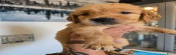 Golden Retriever dogs for sale: Show Type KC Registered Golden Retrievers !!  - Advert 21