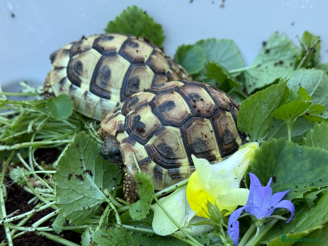 Hermann Tortoise reptiles for sale: Baby Hermanns tortoises for sale. Ready now  - Image 3