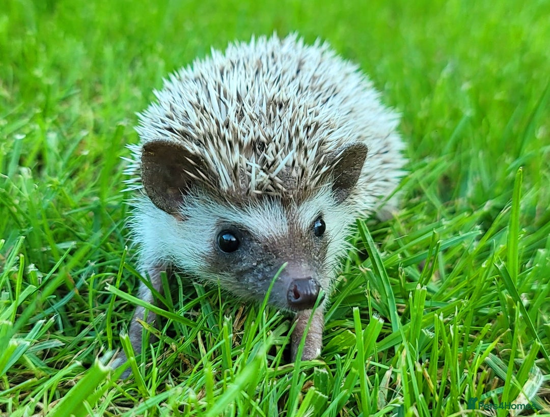 Pygmy Hedgehog rodents for sale: African Pygmy Hedgehog Hoglets  - Image 14