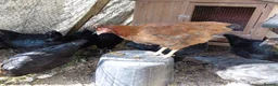 Chickens poultry for sale: LAYING AND POL GREEN BLUE EGGS in Romsey - Advert 4