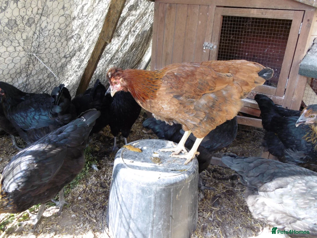 Chickens poultry for sale: LAYING AND POL GREEN BLUE EGGS in Romsey - Advert 4