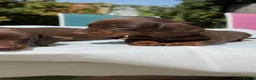 Miniature Dachshund dogs for sale: Beautiful mini dachshund  in Tilbury - Advert 14