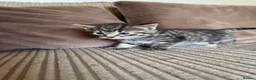Mixed Breed cats for sale: Grey and black striped kittens For Sale - Advert 6
