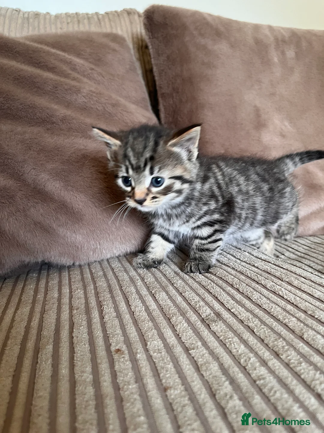 Mixed Breed cats for sale: Grey and black striped kittens For Sale - Advert 6
