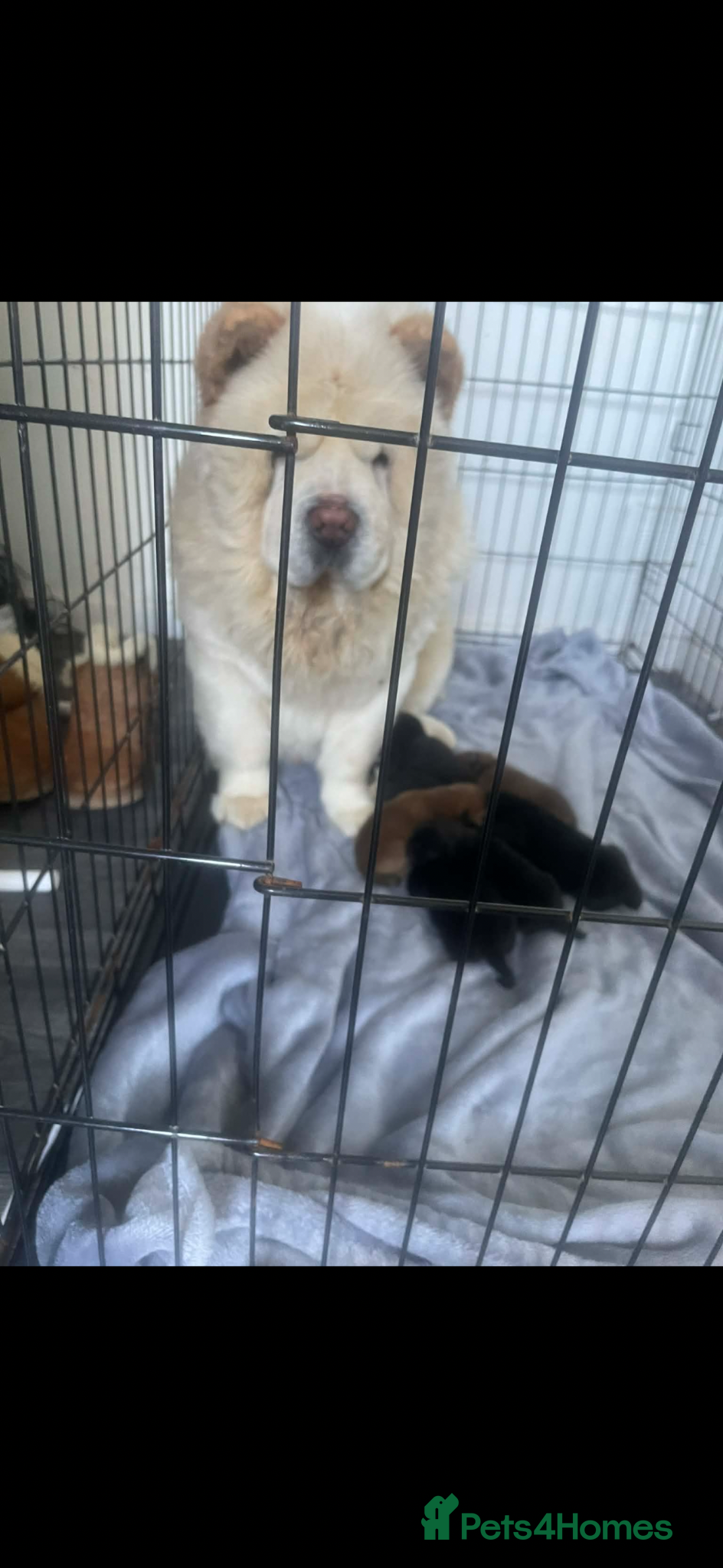 Chow Chow dogs 4 chow chow pups - Advert 6