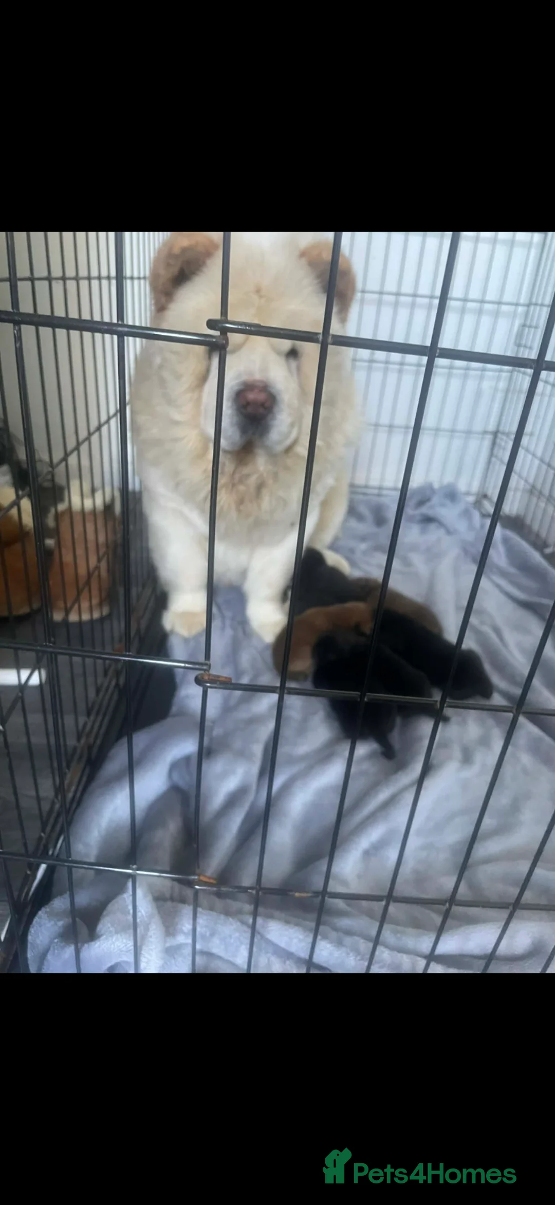 Chow Chow dogs for sale: 4 chow chow pups - Advert 1