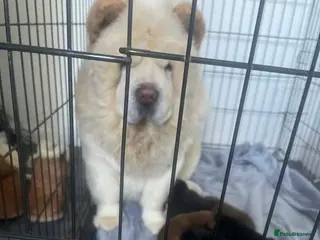 Chow Chow dogs 4 chow chow pups - Advert 6